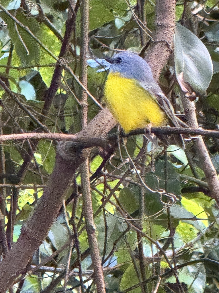 Eastern Yellow Robin - ML636155676