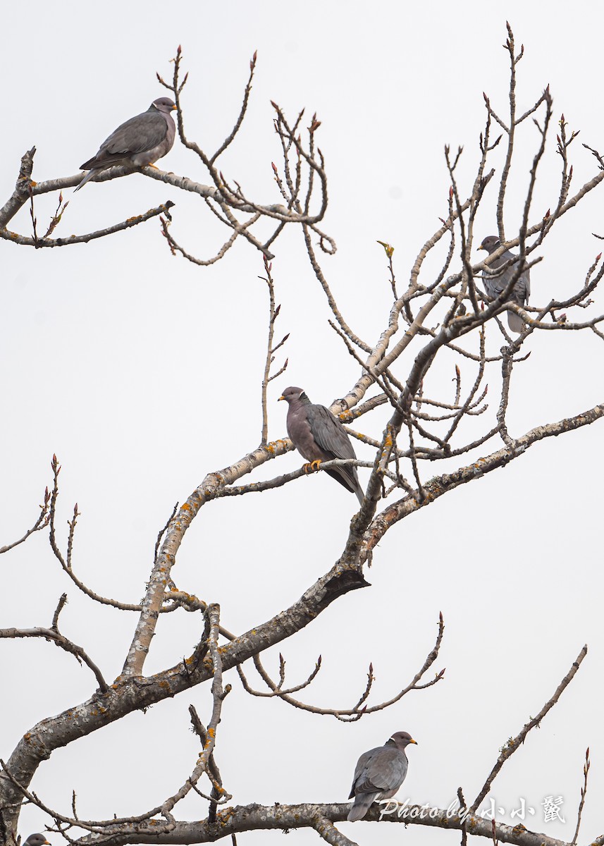 Band-tailed Pigeon - ML636155679