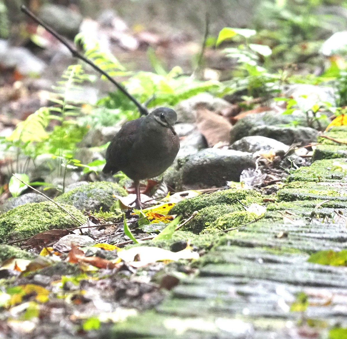 Olive-backed Quail-Dove - ML636155687