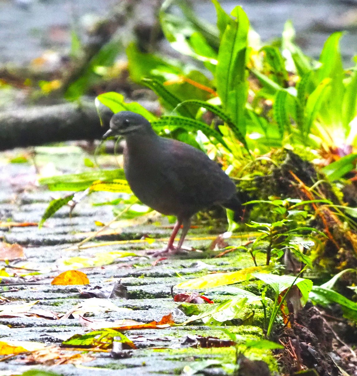 Olive-backed Quail-Dove - ML636155736
