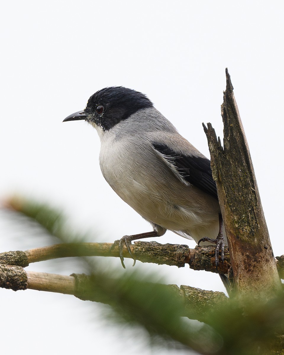 Black-headed Sibia - ML636155853