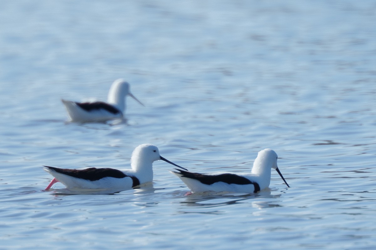 Banded Stilt - ML636155906