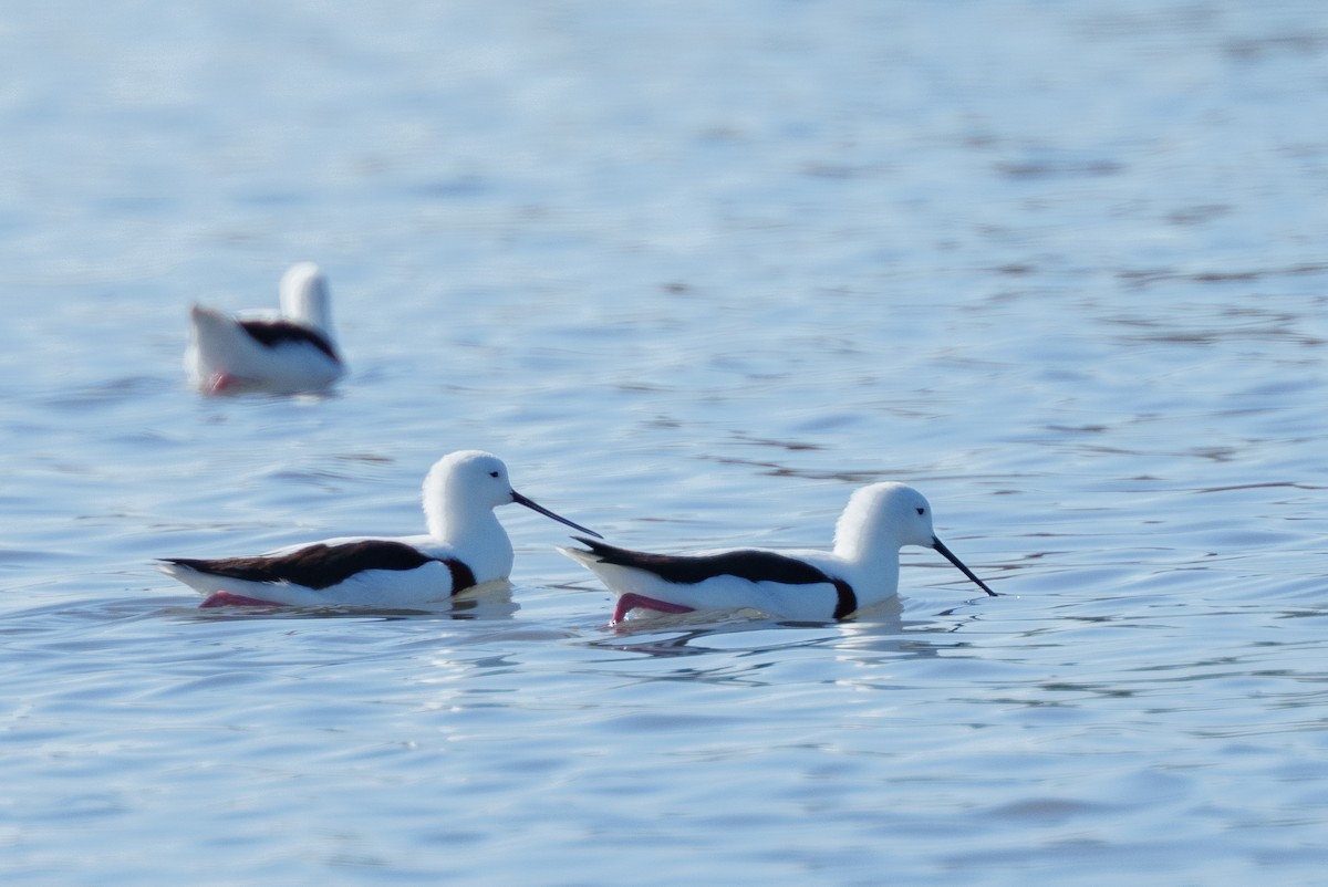 Banded Stilt - ML636155907