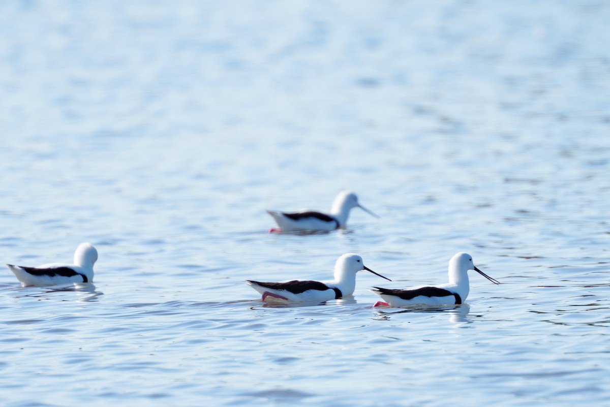 Banded Stilt - ML636155908