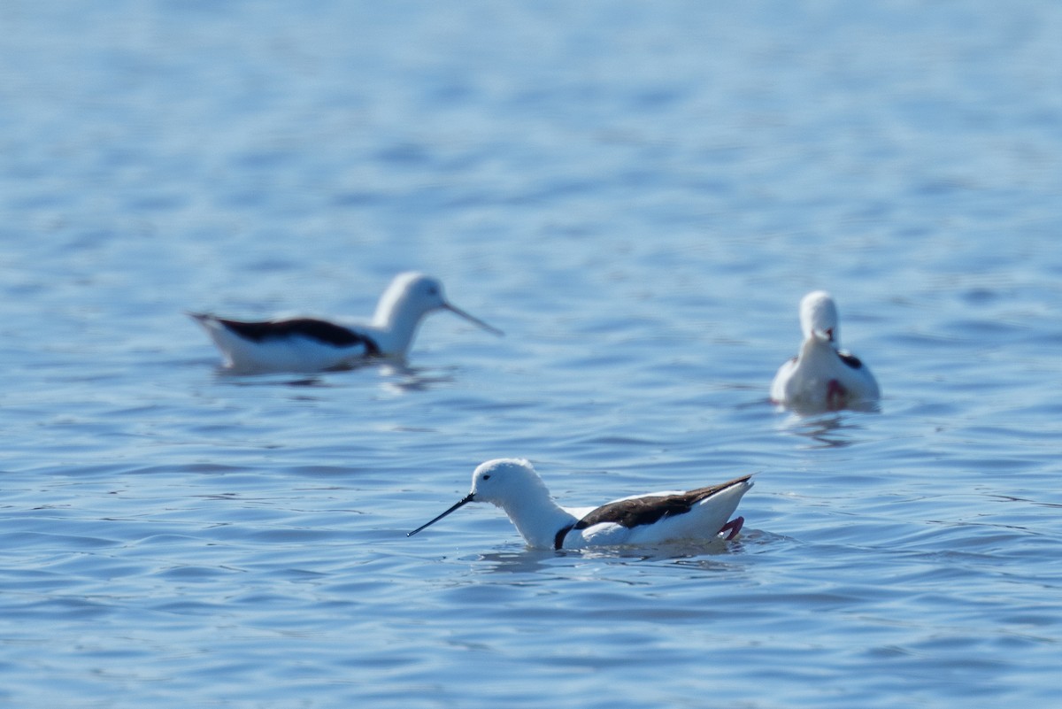 Banded Stilt - ML636155909