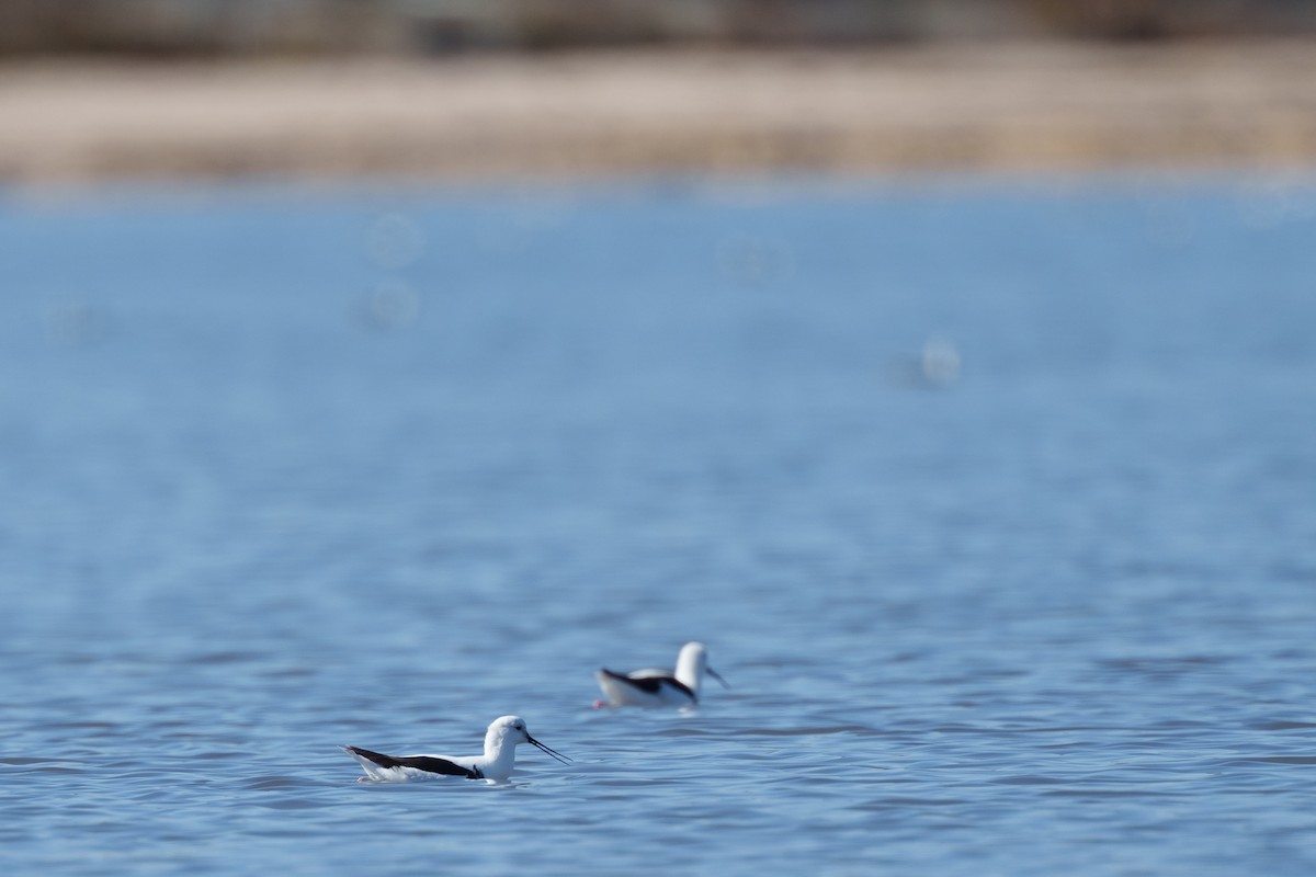 Banded Stilt - ML636155910