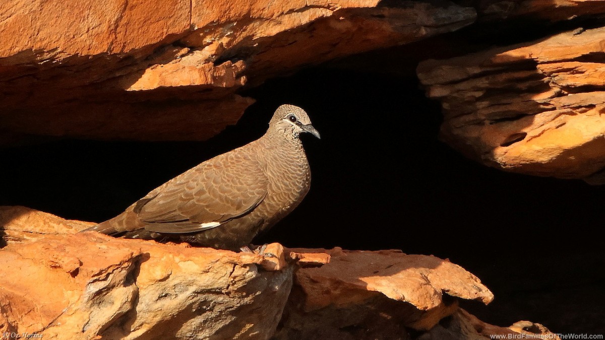 White-quilled Rock-Pigeon - ML636155972