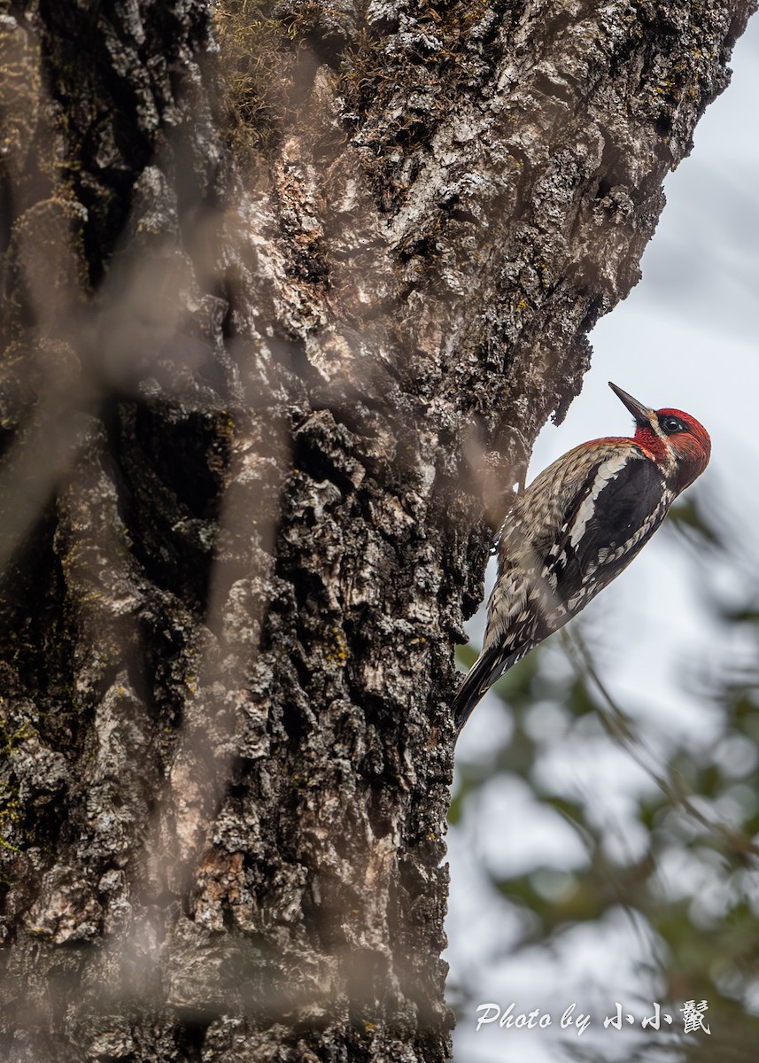 rødbrystsevjespett - ML636155998