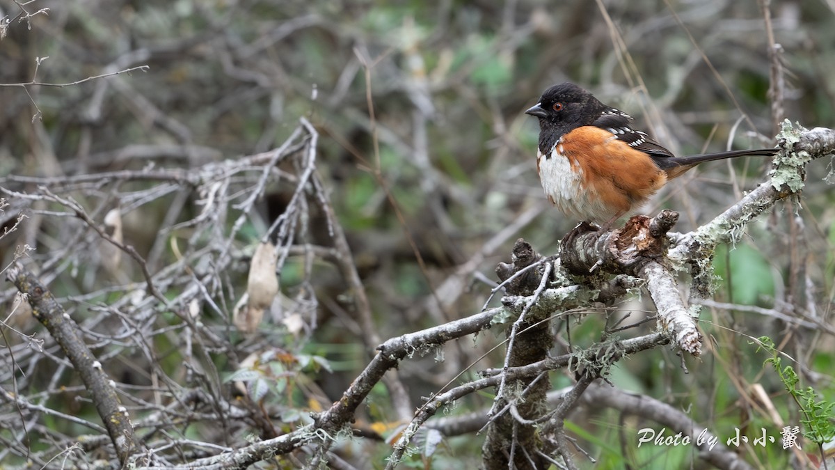 flekktovi - ML636156000