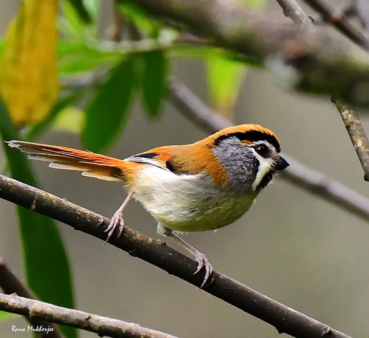 Black-throated Parrotbill - ML636156005
