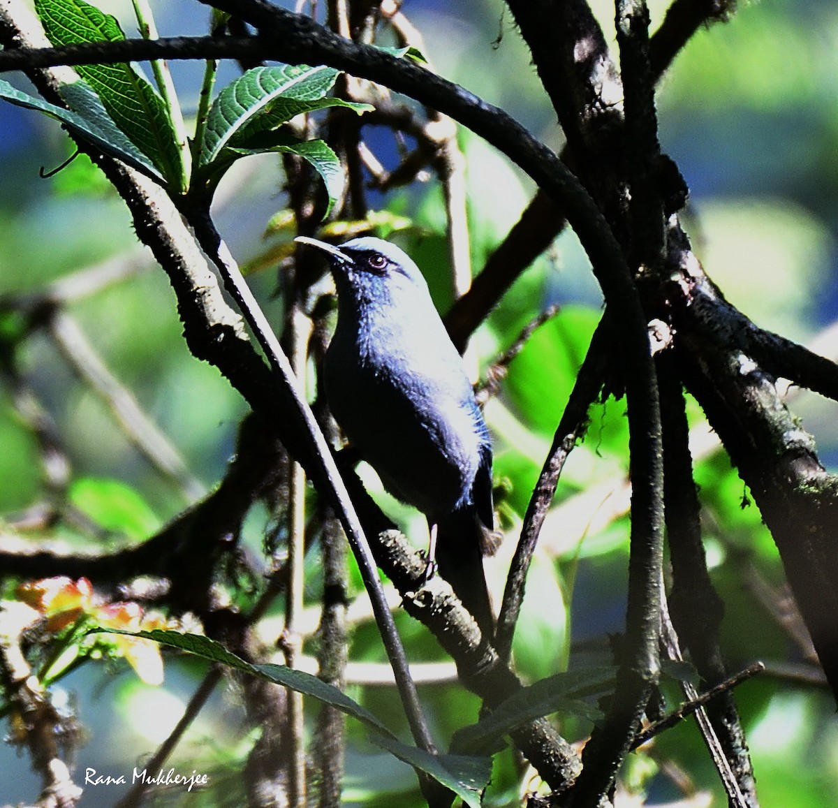 Beautiful Sibia - ML636156010