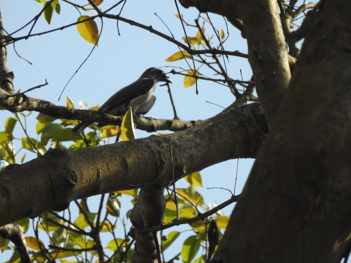 Malabar Woodshrike - ML636156011