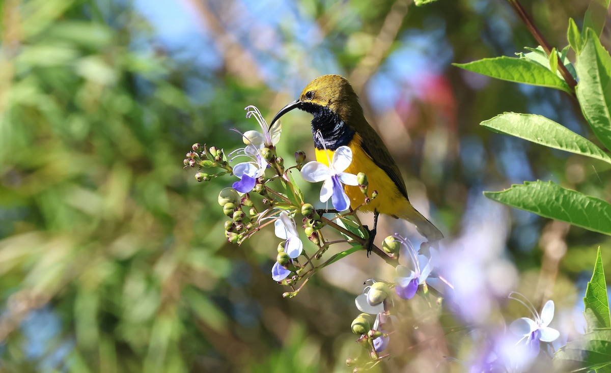 Sahul Sunbird - ML636156024