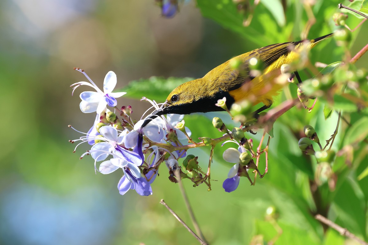 Sahul Sunbird - ML636156025