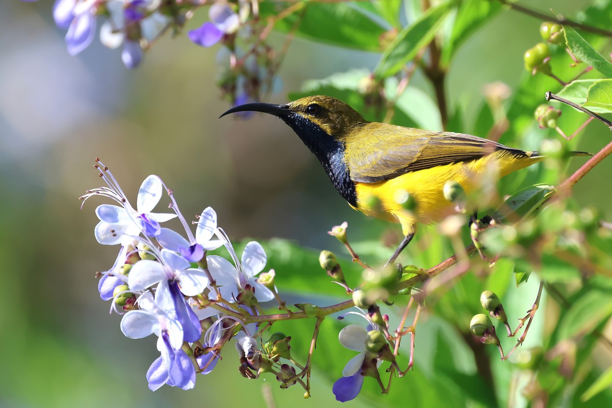 Sahul Sunbird - ML636156026