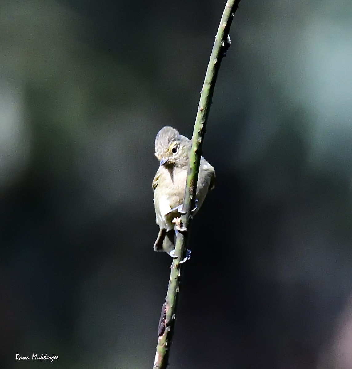Yellow-browed Tit - ML636156043