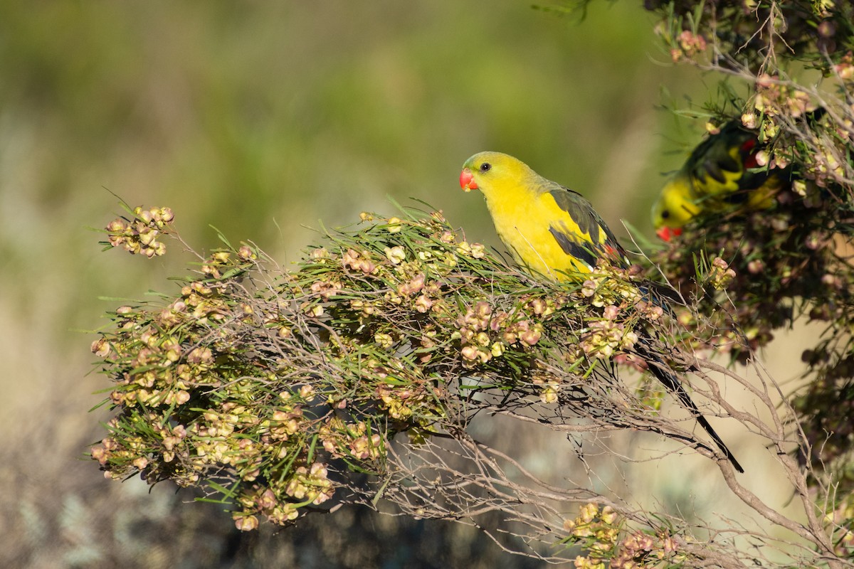 Regent Parrot - ML636156046
