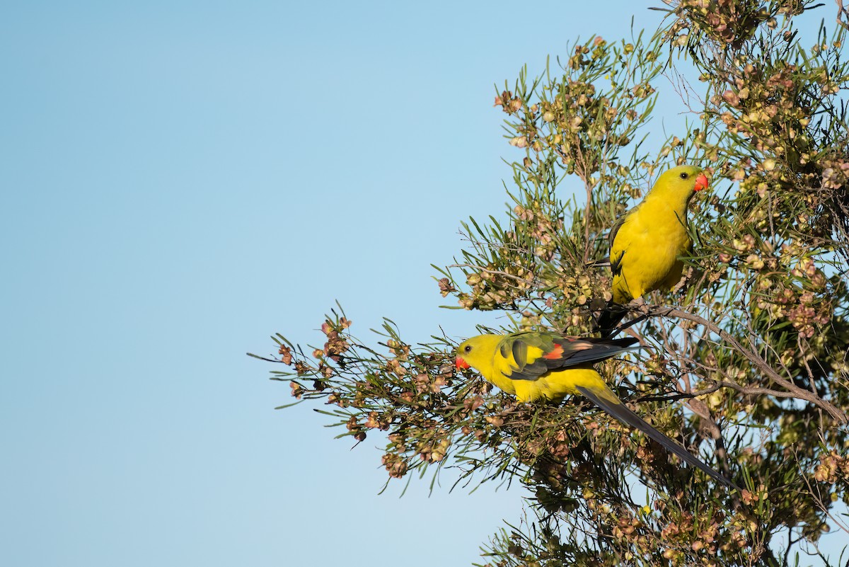Regent Parrot - ML636156047