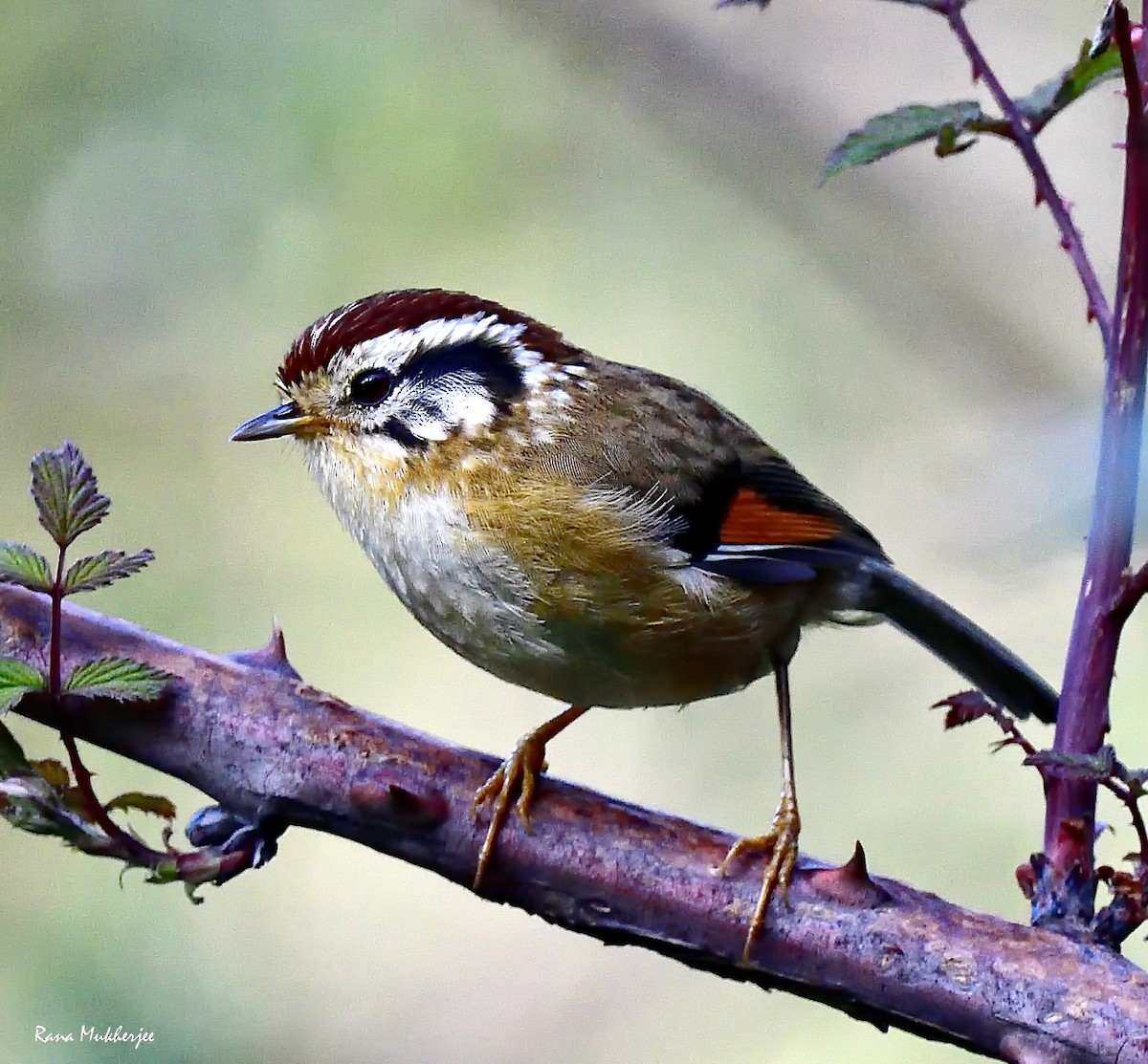 Rufous-winged Fulvetta - ML636156050