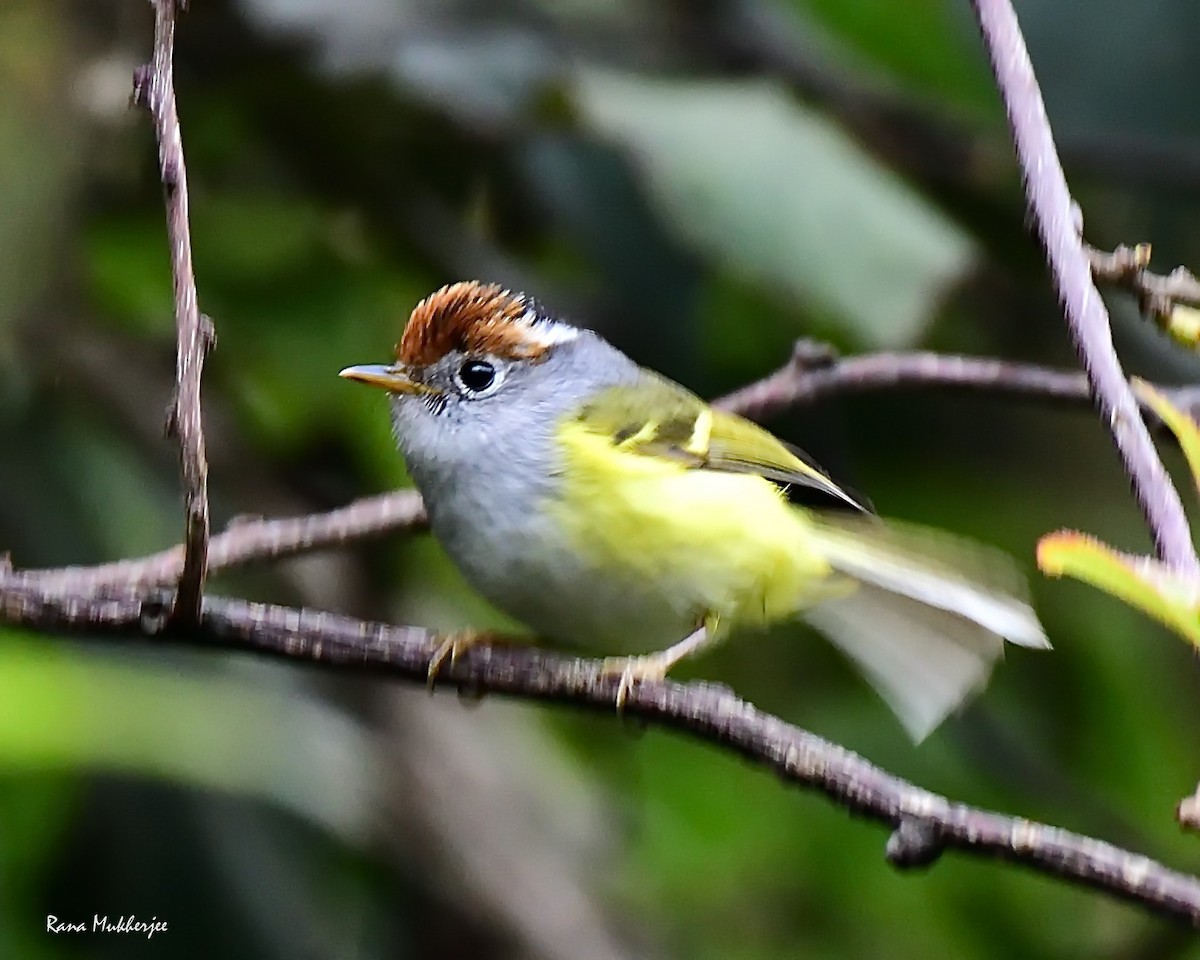 Chestnut-crowned Warbler - ML636156088