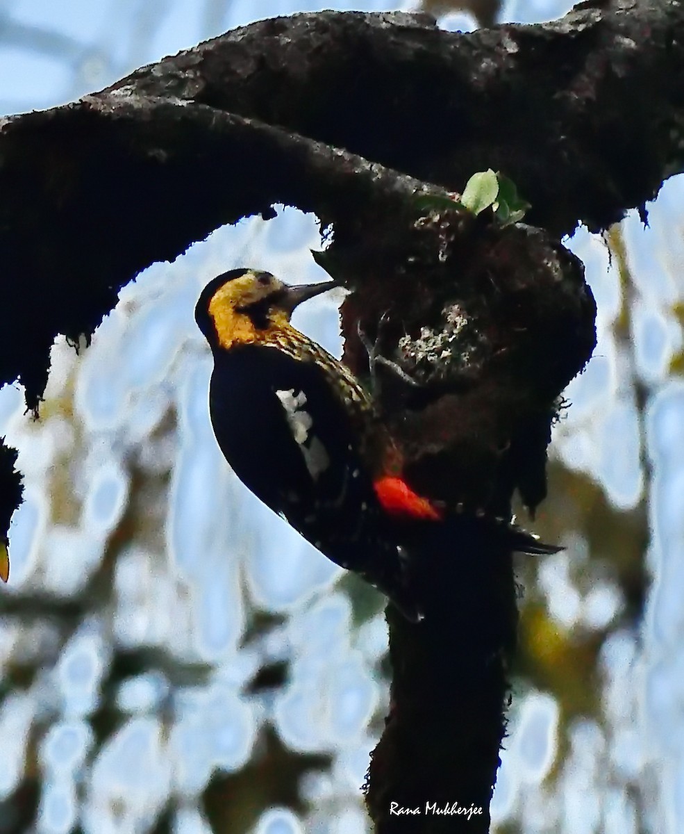 Darjeeling Woodpecker - ML636156119