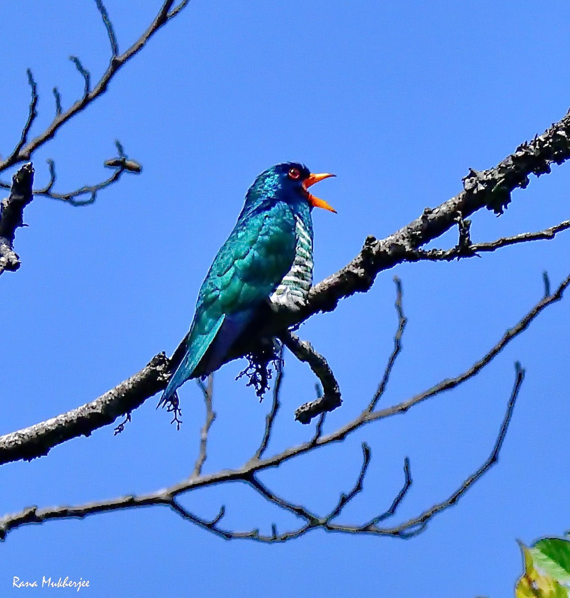Asian Emerald Cuckoo - ML636156191