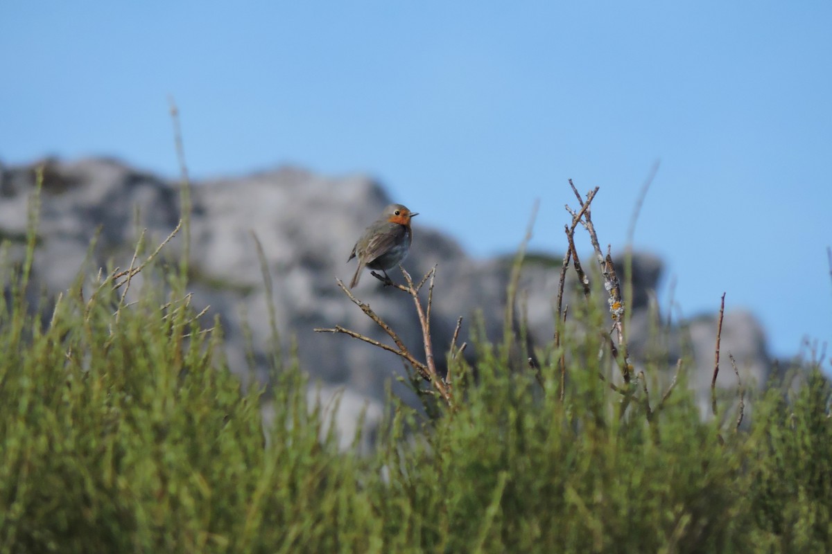 European Robin - ML636156203