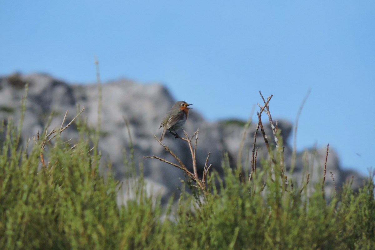 European Robin - ML636156204