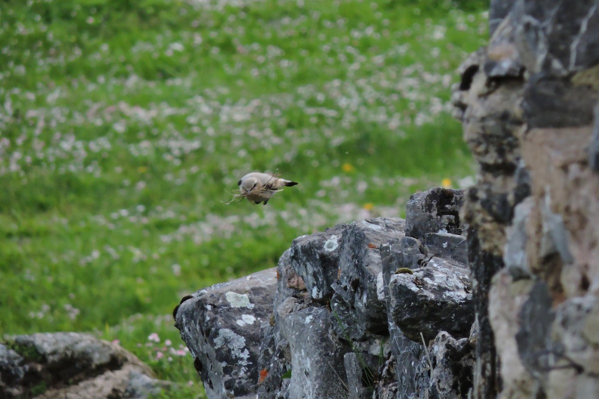 Northern Wheatear - ML636156207
