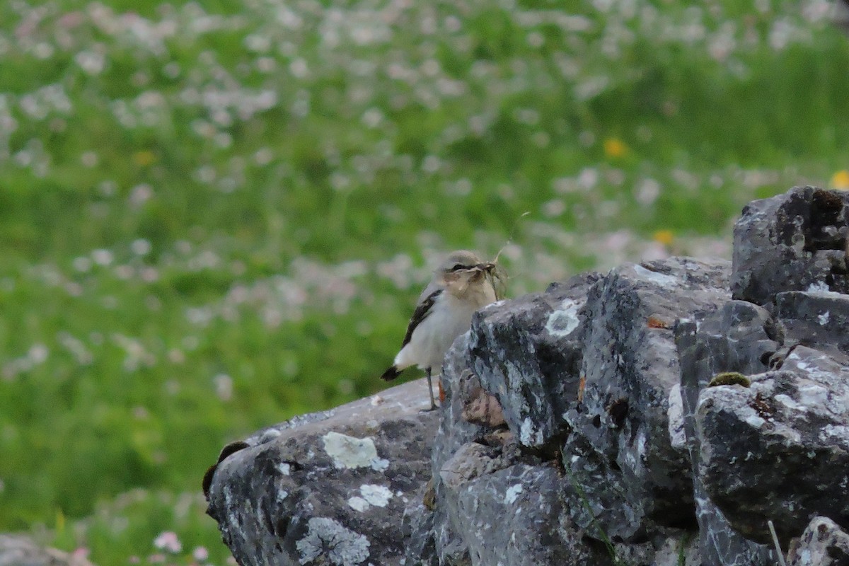 Northern Wheatear - ML636156208