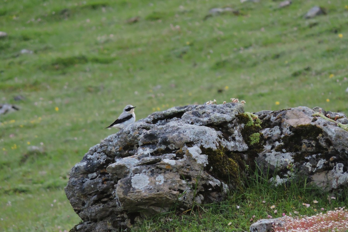 Northern Wheatear - ML636156209