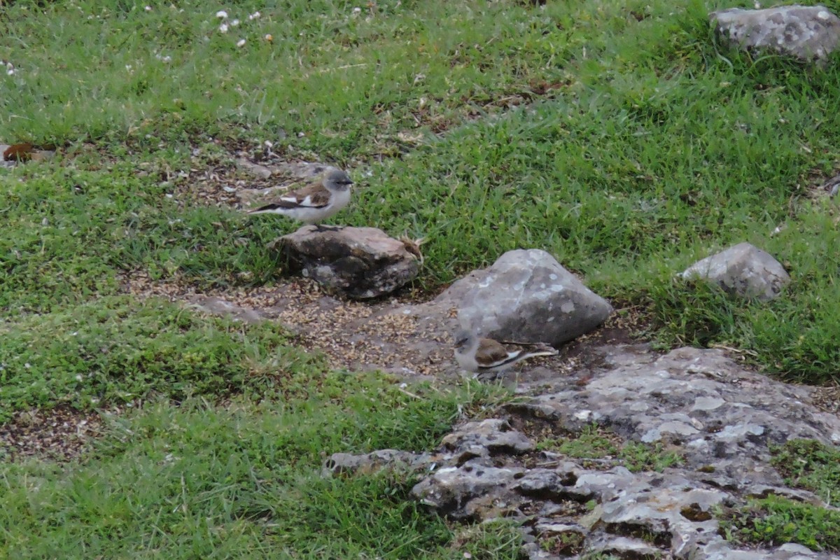 White-winged Snowfinch - ML636156223