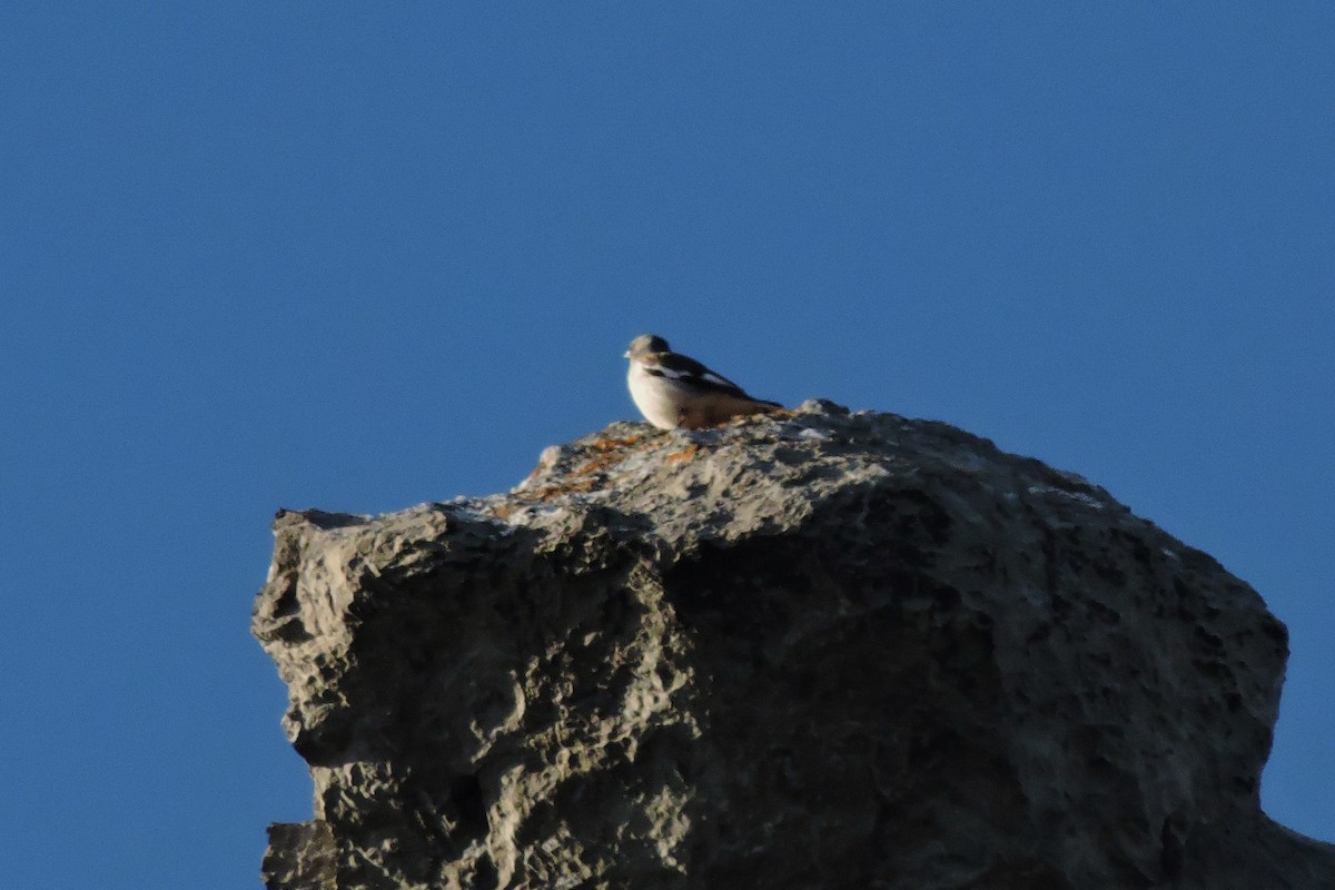 White-winged Snowfinch - ML636156224