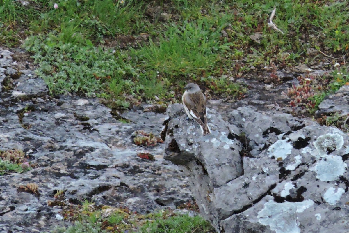 White-winged Snowfinch - ML636156225