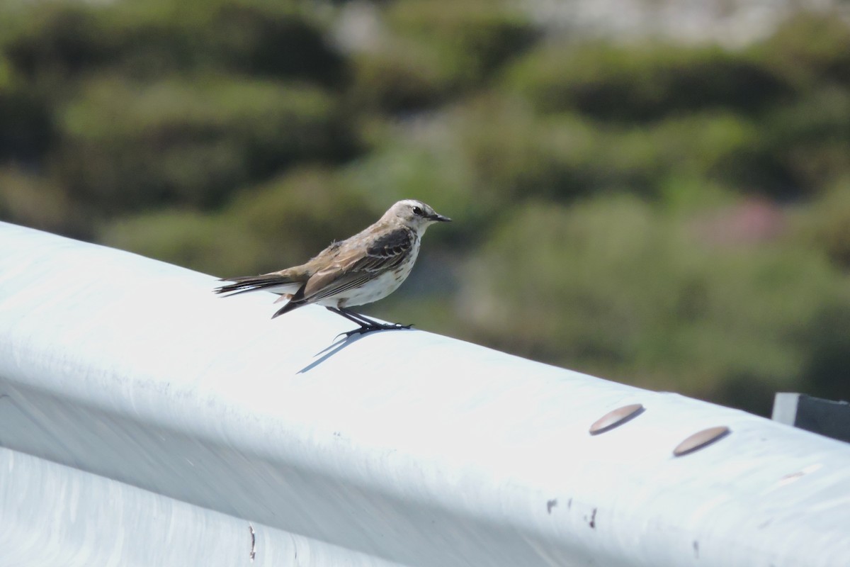 Water Pipit - ML636156228