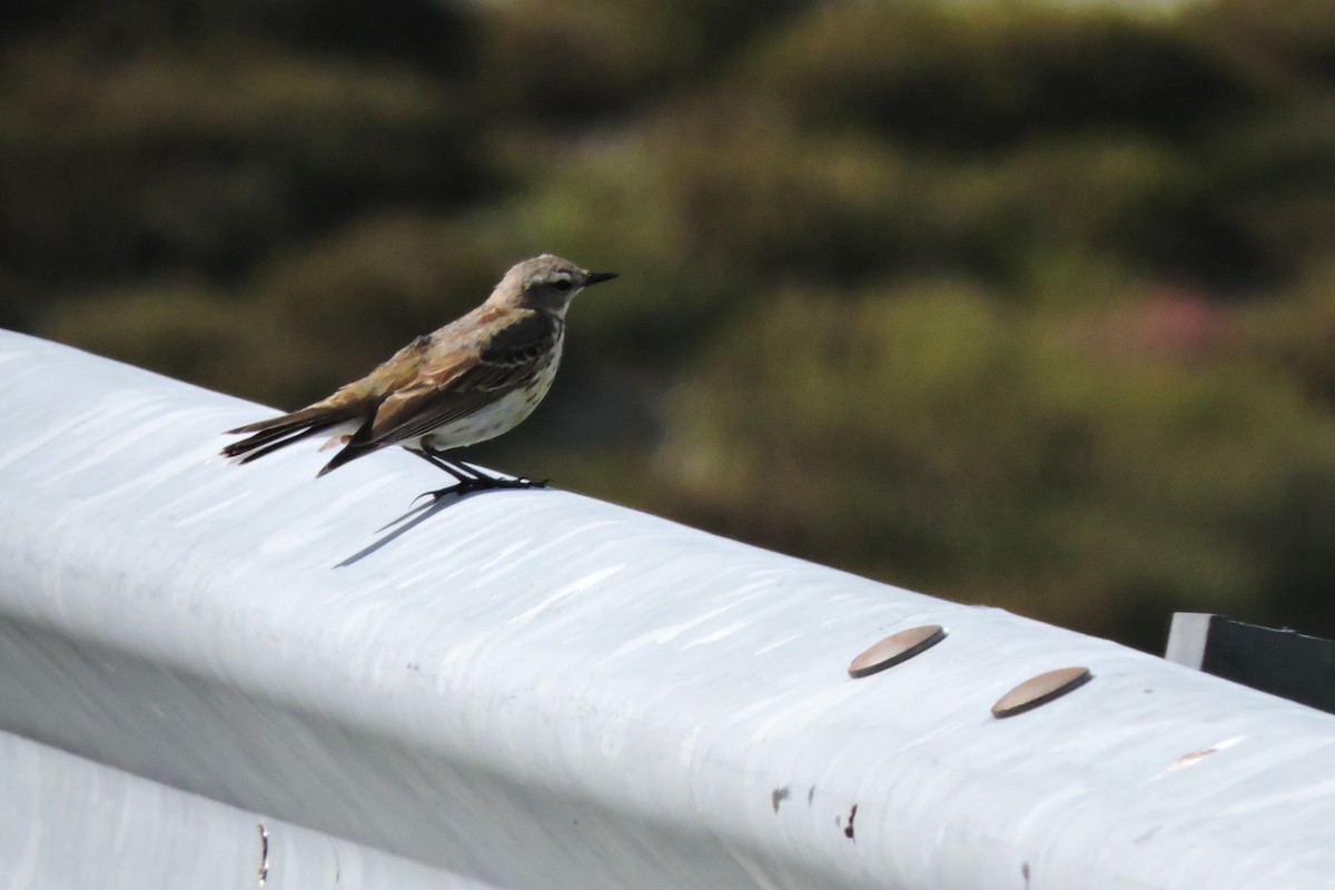 Water Pipit - ML636156229