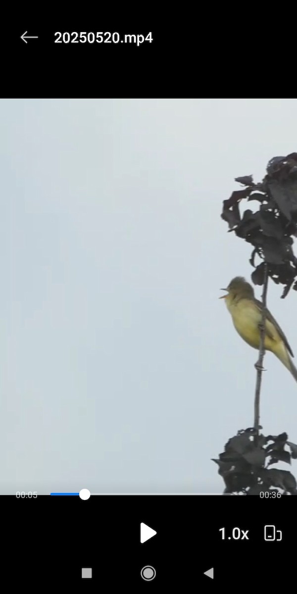 Melodious Warbler - ML636156260
