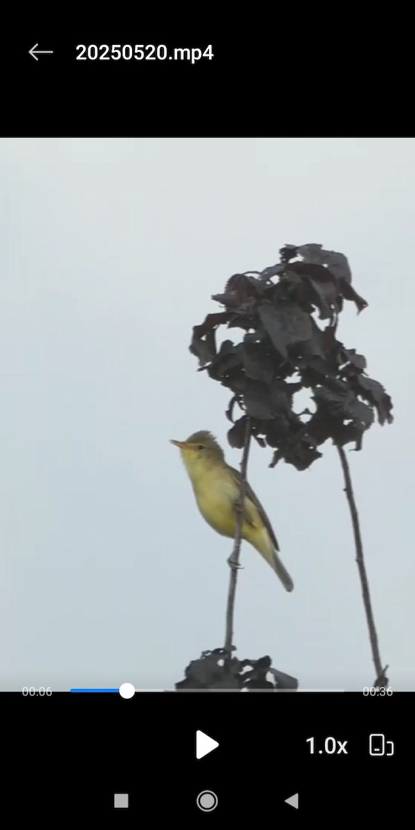 Melodious Warbler - ML636156261
