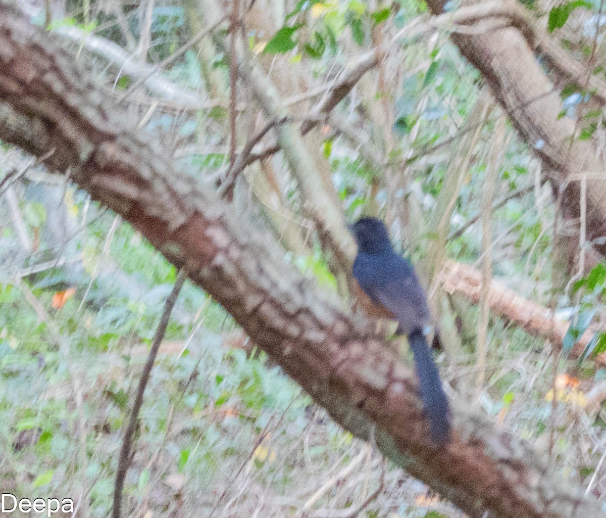 Sri Lankan Shama - ML636156271