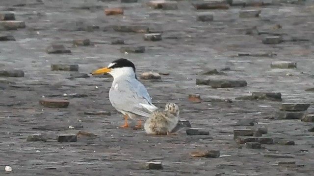 Little Tern - ML636156273