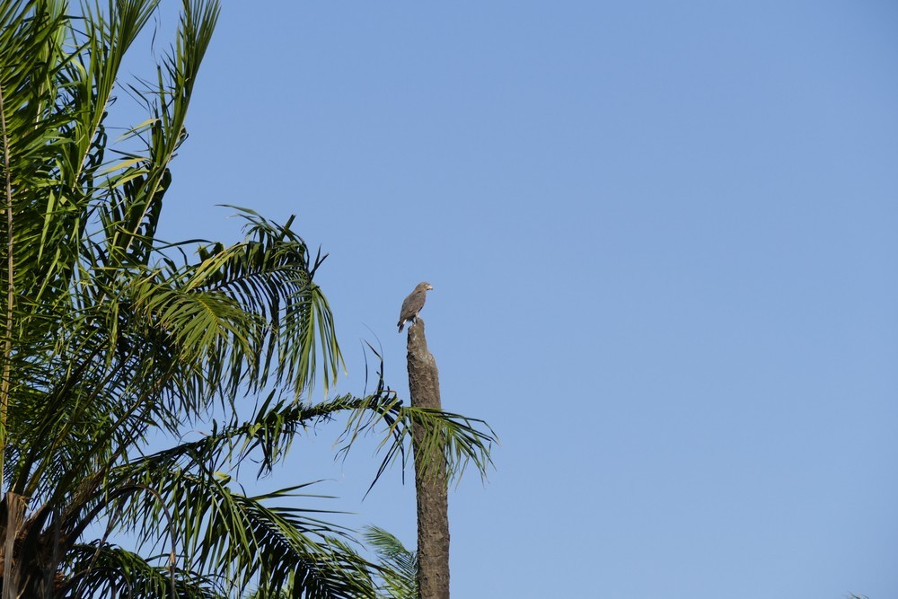 Western Banded Snake-Eagle - ML636156280