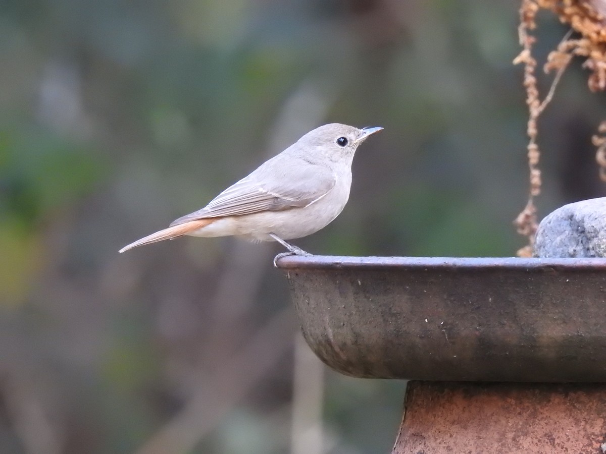 Rusty-tailed Flycatcher - ML636156305
