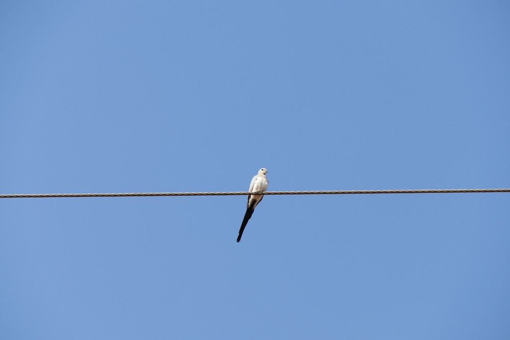 Namaqua Dove - ML636156339