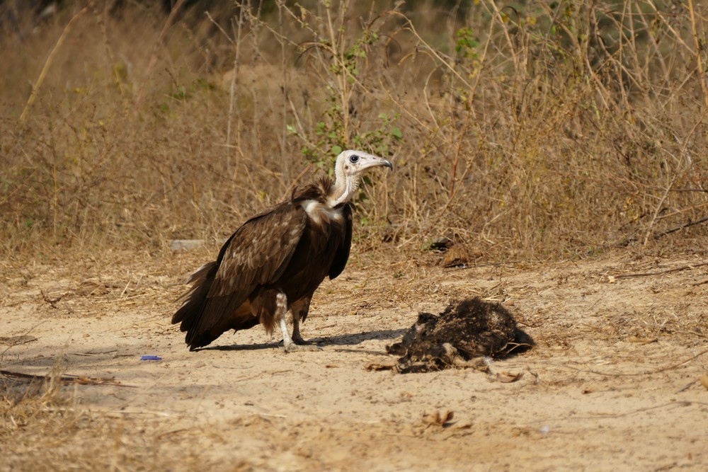 Hooded Vulture - ML636156351