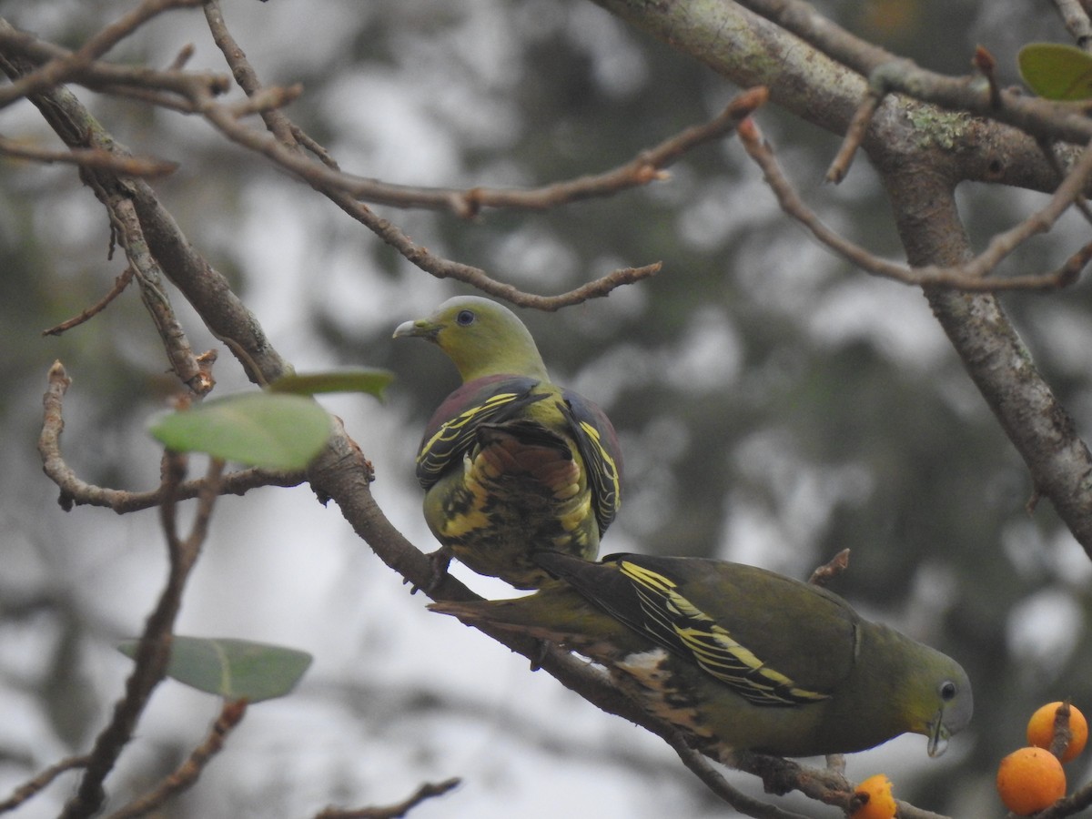 Gray-fronted Green-Pigeon - ML636156416