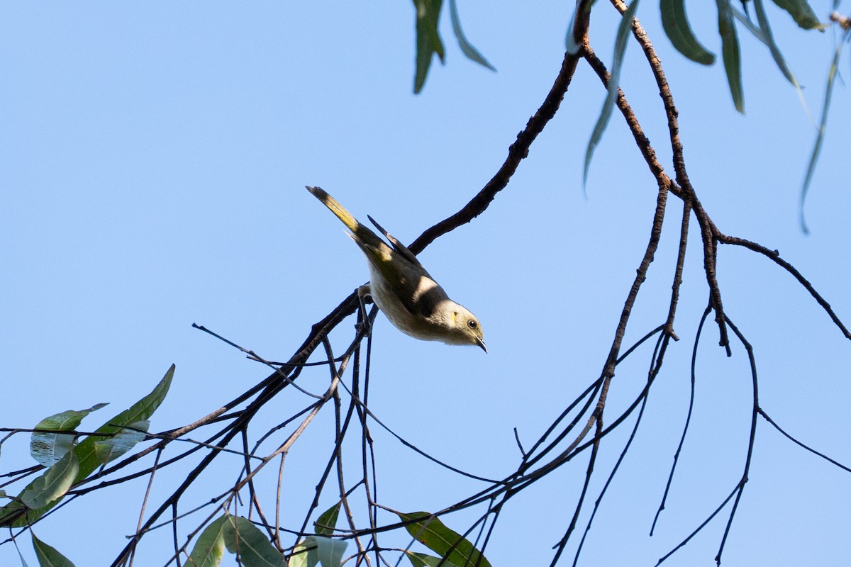 Fuscous Honeyeater - ML636156417