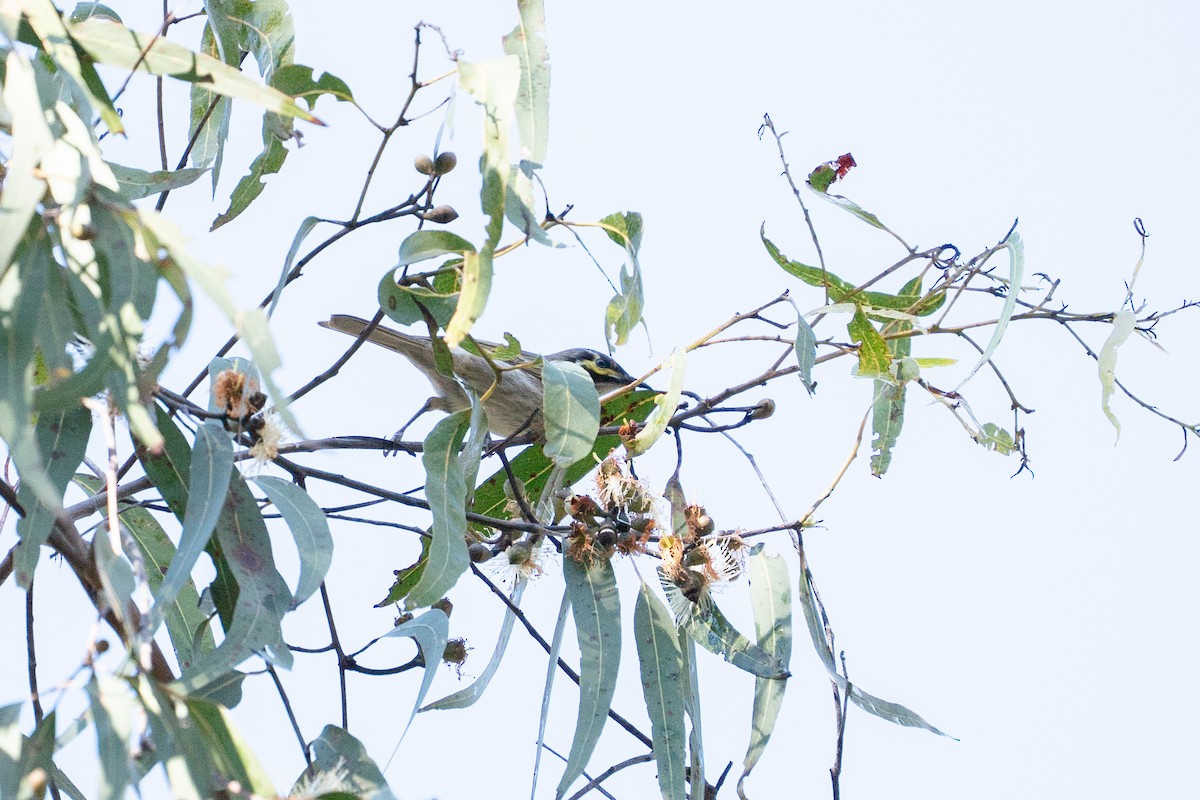 Yellow-faced Honeyeater - ML636156420