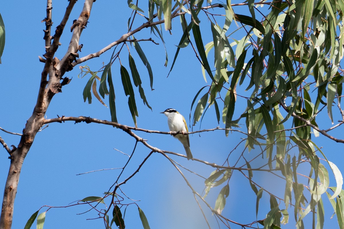 White-throated Honeyeater - ML636156426