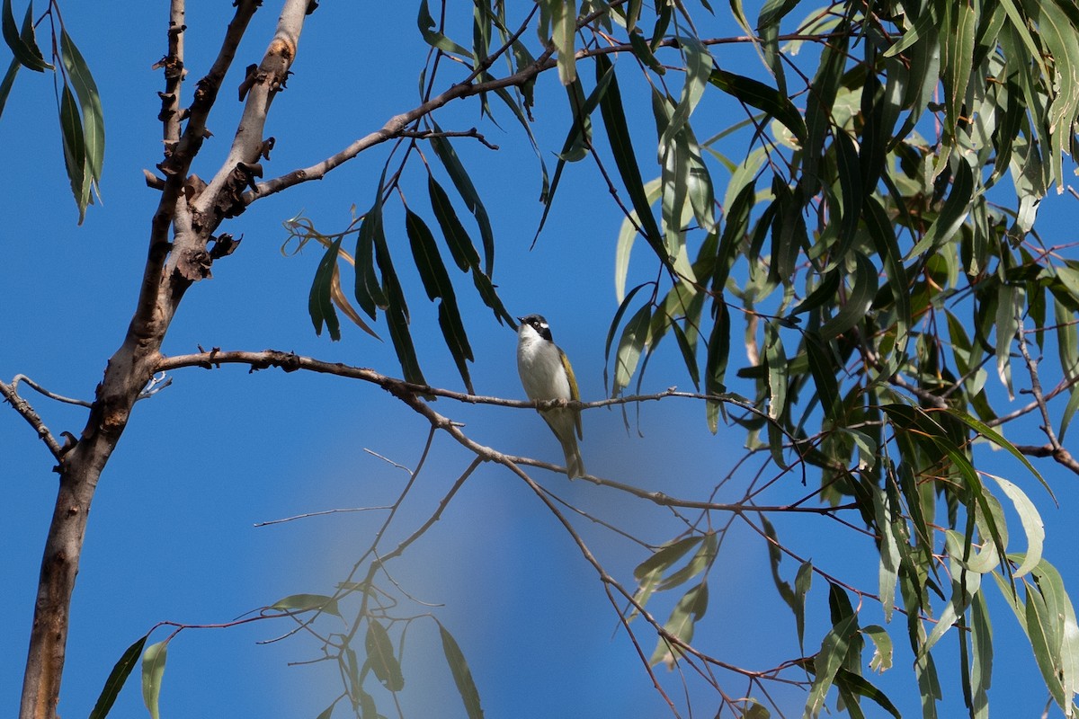 White-throated Honeyeater - ML636156427
