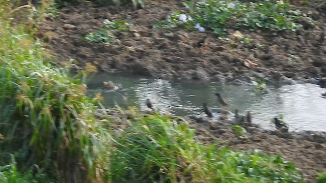 Jungle Myna - ML636156440